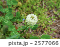 2577066