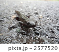 2577520