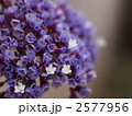 リモニウム ペレジィーの花