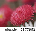 デージーの花