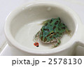 素材ナンバー 2578130 : 「クランウェルツノガエル」