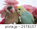 仲良し　寄り添う文鳥とセキセイインコ