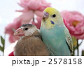 はじめまして♪　文鳥のサクラとセキセイインコのチィちゃんです