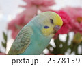 「眠い、眠い。」　セキセイインコのひな