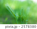 ネコジャラシ02