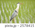 アオサギ