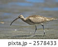 チュウシャクシギ