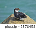 ウミスズメ