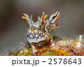 ウミウシ