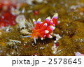 ウミウシ