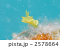 ウミウシ