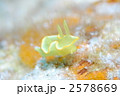 ウミウシ