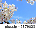 さくら