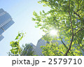 ビル木漏れ日