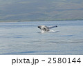 ザトウクジラ