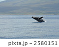 マウイ島のザトウクジラ
