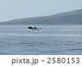 ザトウクジラのジャンプ