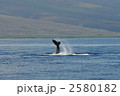 ザトウクジラのジャンプ