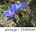 ハルリンドウの花