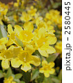 2580445