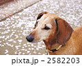 2582203