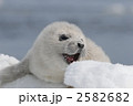 2582682