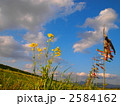 菜の花と青空と鯉のぼり