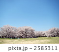 お花見