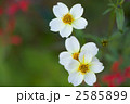 上から見たウインターコスモス