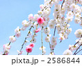 ハナモモ