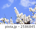 白いハナモモ