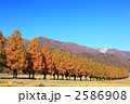 紅葉のメタセコイヤ並木道
