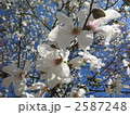 満開の辛夷の花