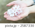 てのひらに桜