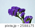 スターチスの花