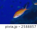 ハナゴイ