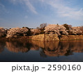 桜咲く彦根城