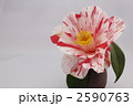 大輪の椿