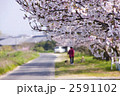 素材ナンバー 2591102 : 「満開の桜の下で」