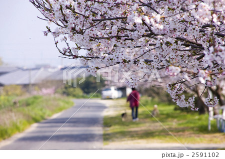 満開の桜の下で