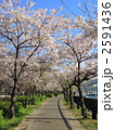 桜之宮公園の桜並木