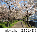 桜之宮公園の桜並木