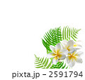 プルメリアとシダ植物