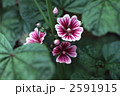 62798