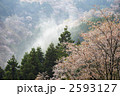 吉野の桜
