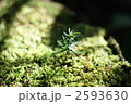森の中の芽生え