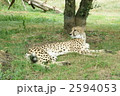 チーター