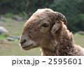仔山羊