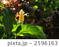 2月熱帯植物　パキスタキス・キツネノマゴ科15