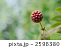 カリアンドラの蕾